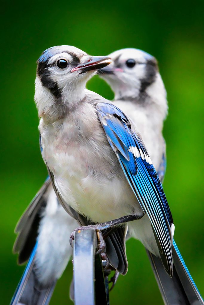 12 George Giese Bbxjul25, juvenile bird