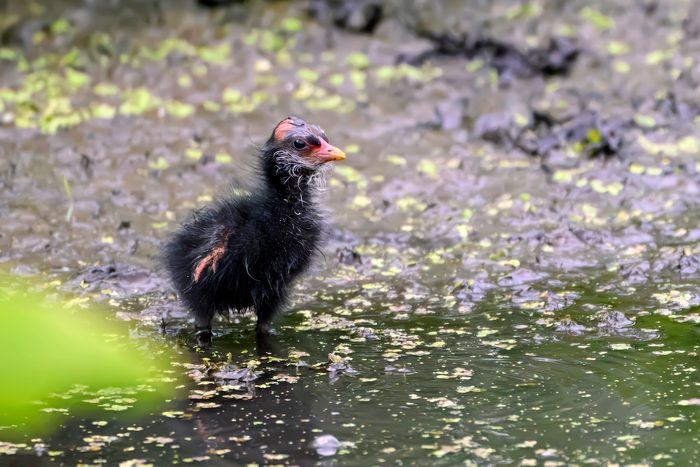 juvenile bird common gallinule