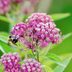 Does Milkweed Need Full Sun or Shade to Grow Best?