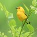 25 Small Yellow Birds You Should Know