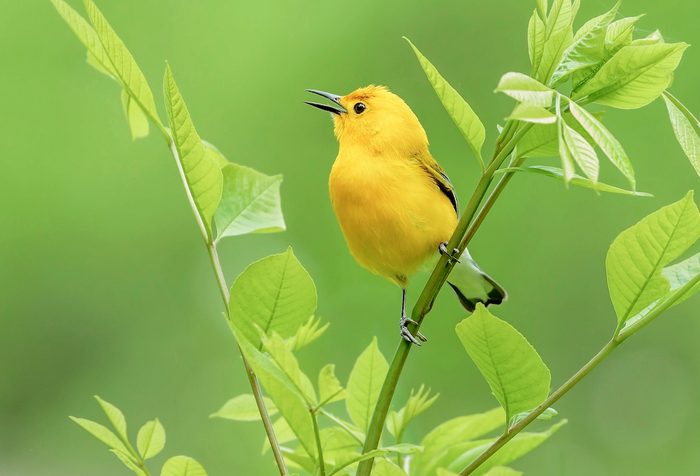 25 Small Yellow Birds You Should Know