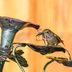 How You Can Help Hummingbirds in Extremely Hot Weather