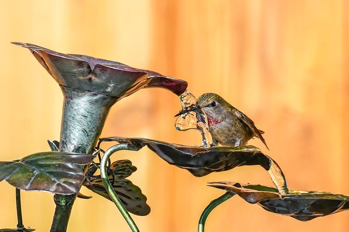 How You Can Help Hummingbirds in Extremely Hot Weather