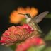 Top 15 Colorful Hummingbird Flowers to Grow