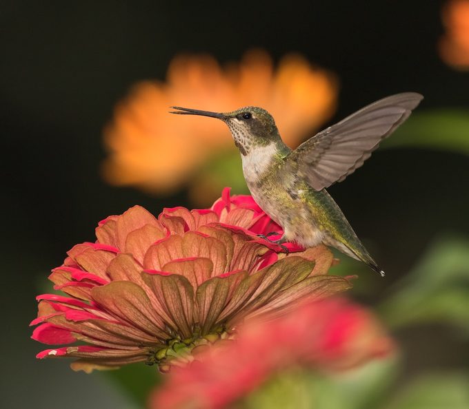 Top 15 Colorful Hummingbird Flowers to Grow