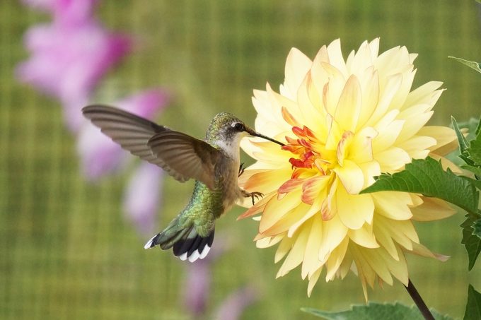 plants that attract hummingbirds and butterflies