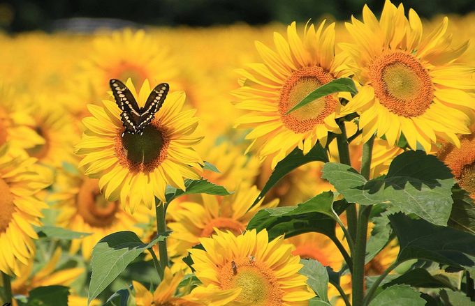 plants that attract hummingbirds and butterflies