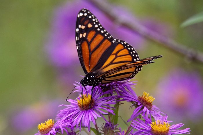 wildflowers for butterflies