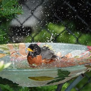 pennies in a birdbath