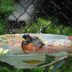 Should You Put Copper Pennies in Your Birdbath?