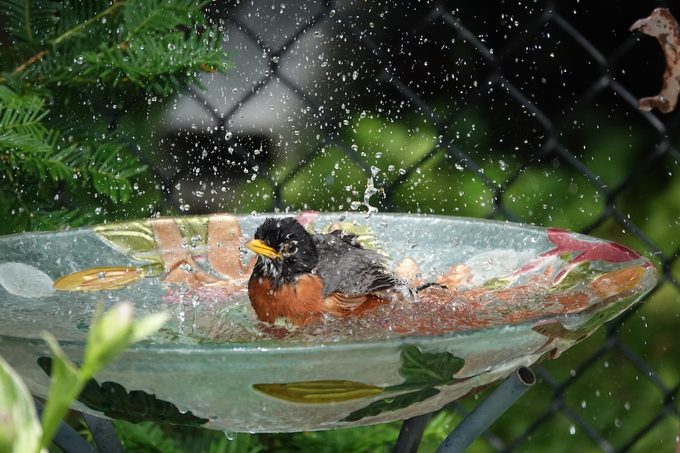 Should You Put Copper Pennies in Your Birdbath?