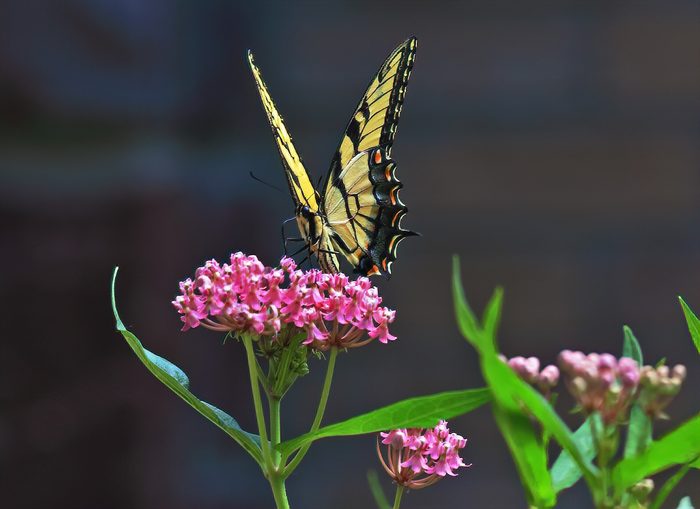 wildflowers for butterflies
