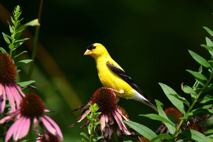 purple coneflower and goldfinch