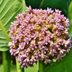 The Pros and Cons of Growing Common Milkweed