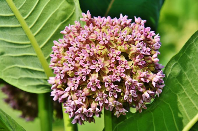 The Pros and Cons of Growing Common Milkweed