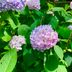 6 Hydrangea Facts That Even Expert Gardeners Don't Know