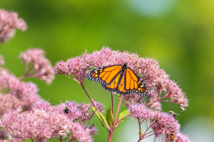 pollinator garden