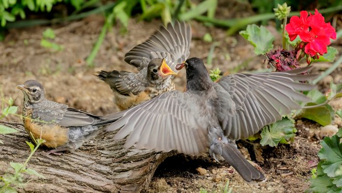 juvenile bird robin