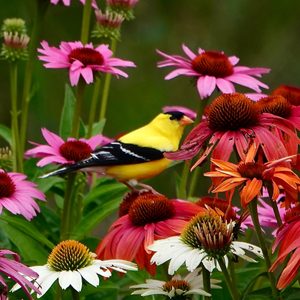 bird feeder landscaping ideas