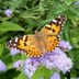Painted Lady Butterfly Life Cycle and Migration