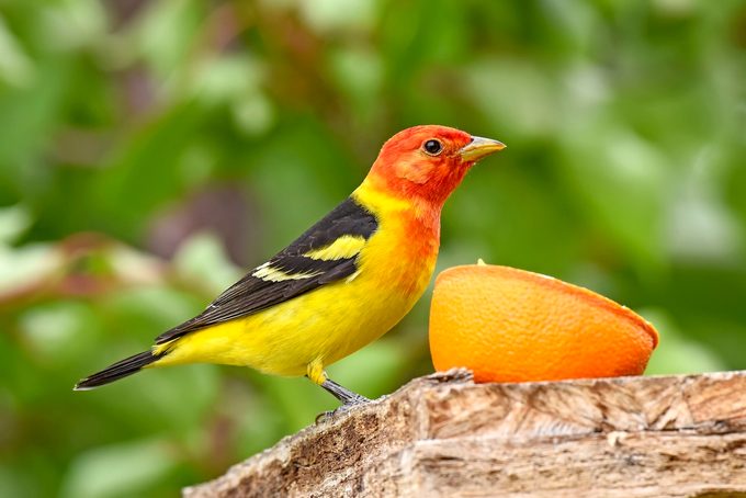 Build a Charcuterie Board for Your Backyard Birds