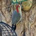 Is Hot Pepper Bird Seed Safe for Birds?