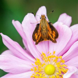 japanese anemone flower