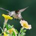 16 Long-Blooming Plants to Attract Hummingbirds and Butterflies