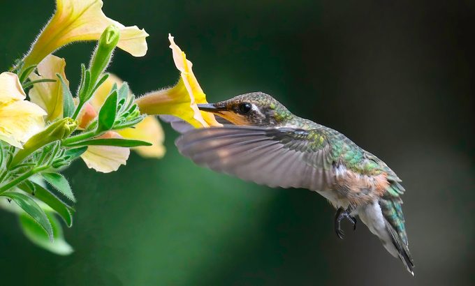 plants that attract hummingbirds and butterflies