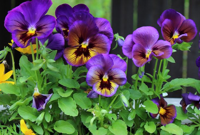 plants that attract hummingbirds and butterflies