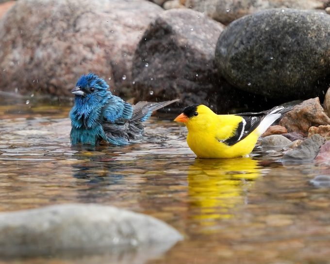 Andy Raupp Birdbath