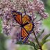 Plant a Meadow: Grow Wildflowers for Butterflies