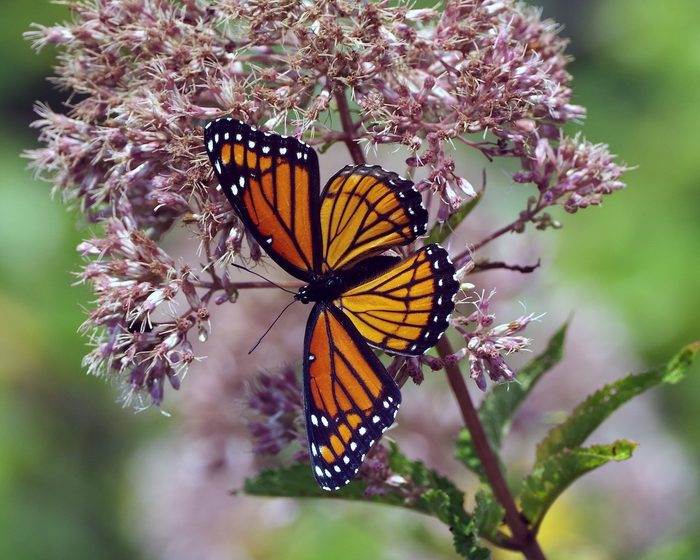 Plant a Meadow: Grow Wildflowers for Butterflies