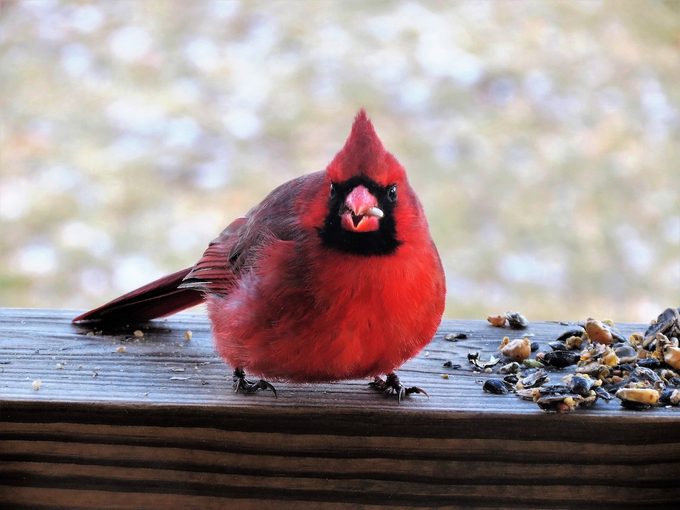 bird charcuterie board