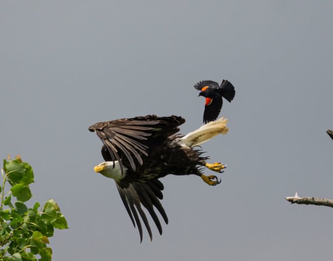 bird dive-bombing