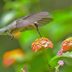 Top 10 Drought-Tolerant Hummingbird Plants That Like It Hot