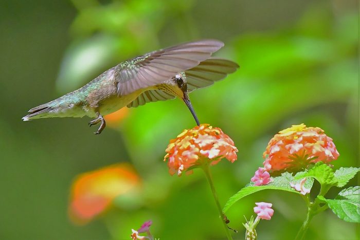Top 10 Drought-Tolerant Hummingbird Plants That Like It Hot