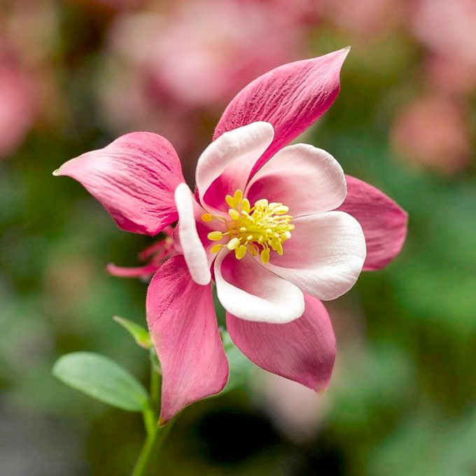 Aquilegia Kirigami Rose Pink