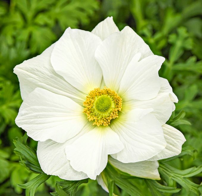 Ball Monalisawhiteanemone