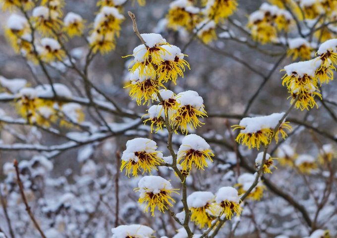 Chinese Witch Hazel (hamamelis Mollis)