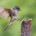 Get Familiar With the Friendly Phoebe Bird Family