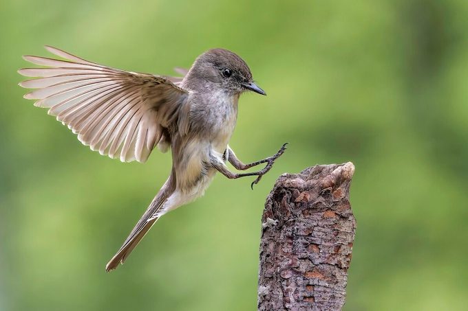 Get Familiar With the Friendly Phoebe Bird Family