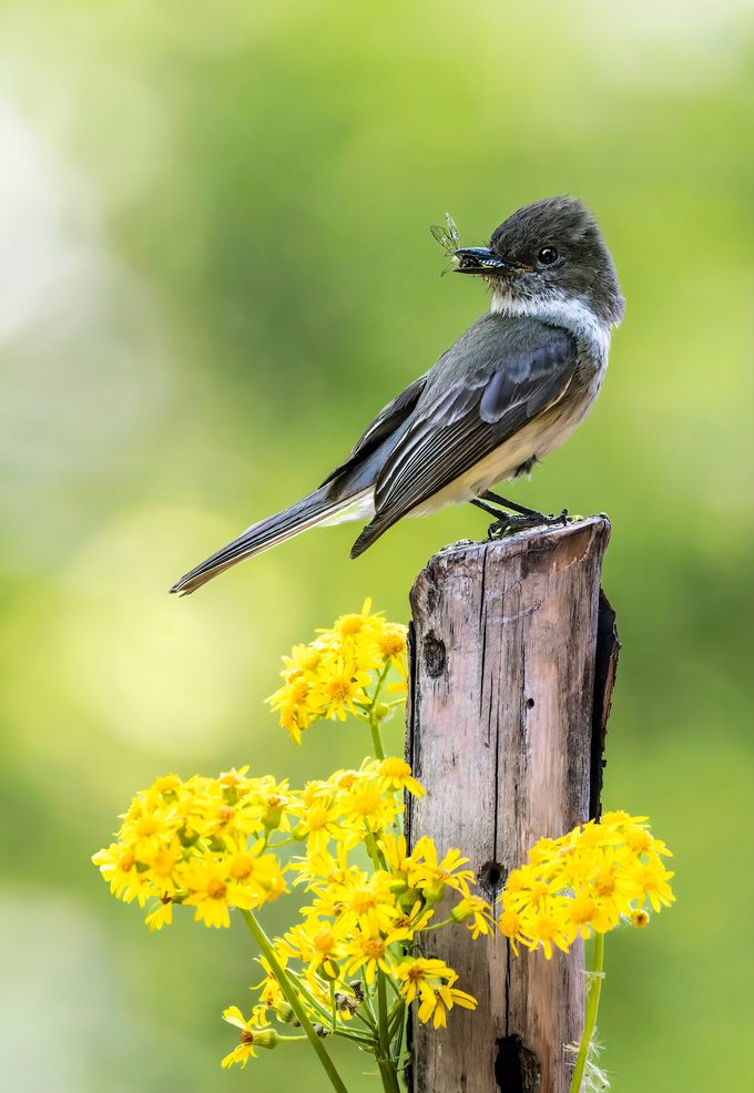Eastern Phoebe With Wasp High Res Mike Matthews