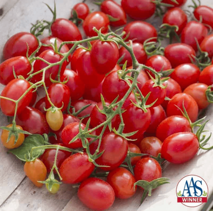 Fantastico Tomato