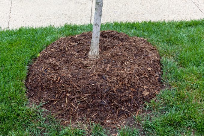 Mulched Tree