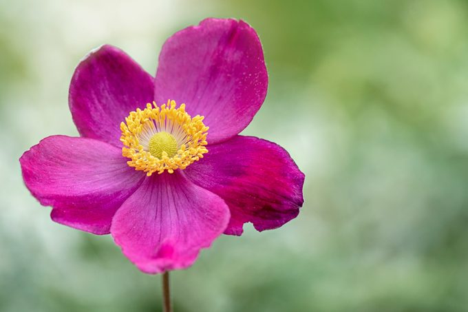 Close-up image of the beautiful summer flowering, deep pink flower of the Japanese Anemone also known as Anemone x hybrida, windflower, Anemone tomentosa and Grapeleaf Anemone