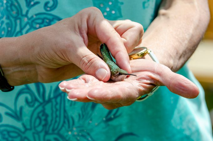 Releasing of wild hummingbirds into the wild after measuring, weighing inspecting and banding for ongoing research project