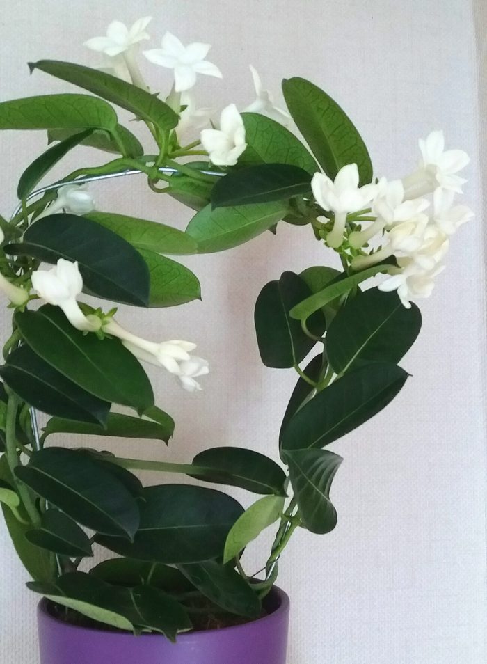 Stephanotis floribunda (Madagascar jasmine, waxflower, Hawaiian wedding flower, bridal wreath)