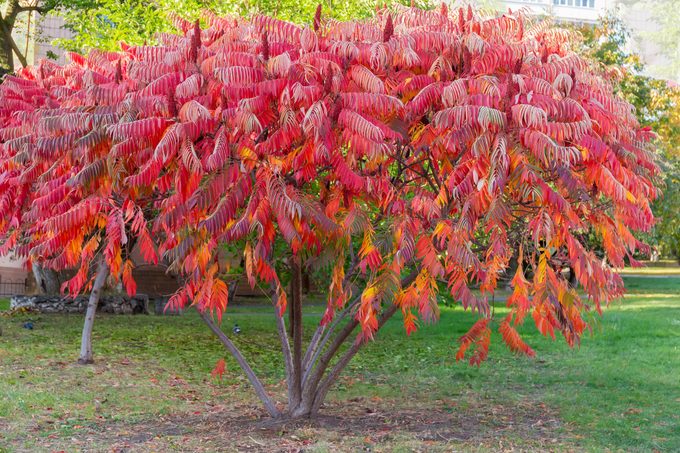 Bush of the Rhus typhina with bright red autumn leaves