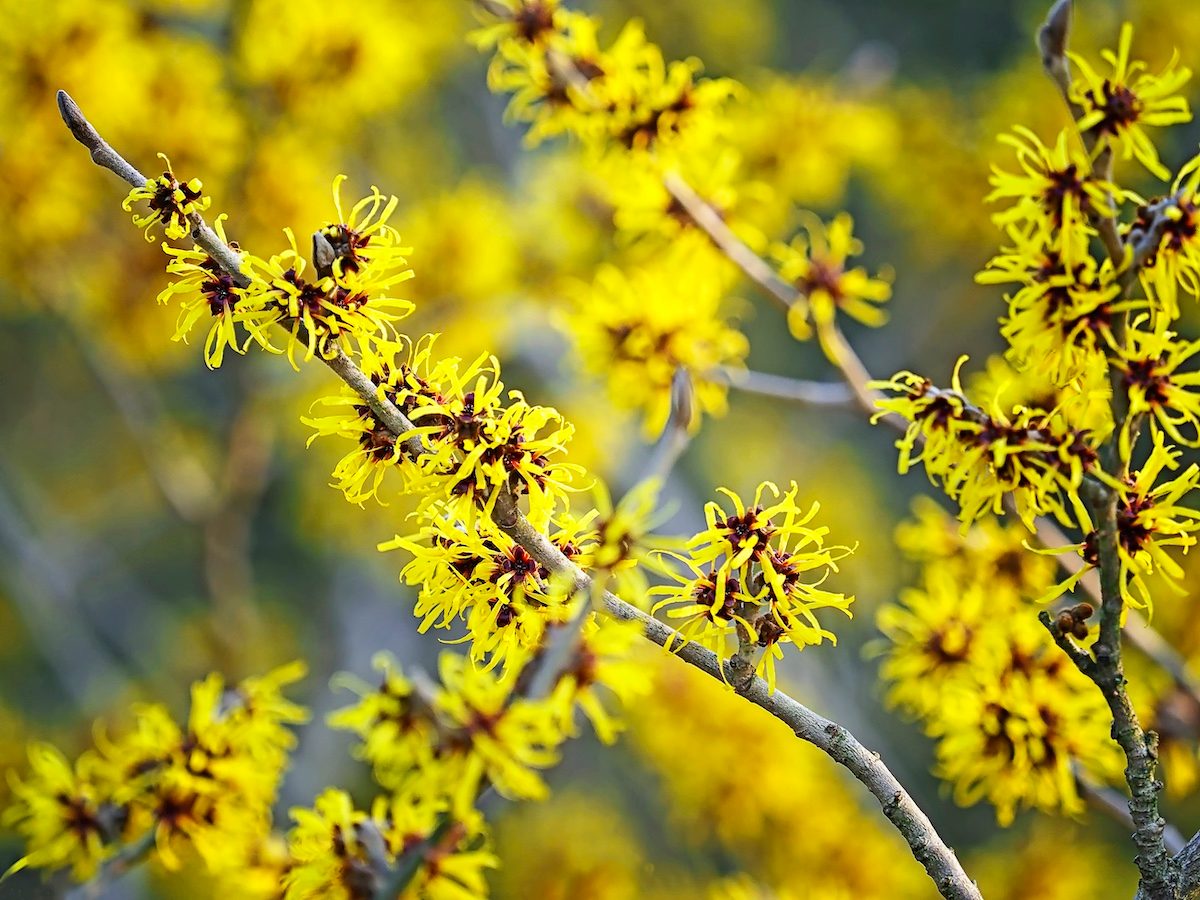 Hamamelis Vernalis [witch Hazel]